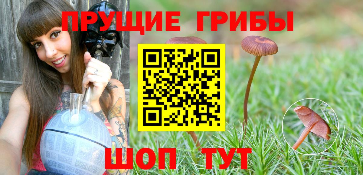 Псилоцибиновые грибы Psilocybe Губкин